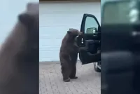Chú gấu biết tự mở cửa xe ô tô để lấy đồ ăn và cách hành xử của chủ xe khiến ai cũng phải trợn tròn mắt kinh ngạc