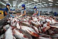 Xuất khẩu cá tra tháng 10 rơi xuống mức thấp nhất trong năm.