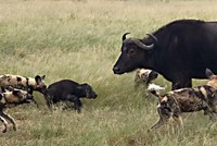 Đẳng cấp của chó hoang, thợ săn số 1 vùng đất hoang dã châu Phi