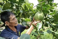 Nông dân Bến Tre chăm sóc bưởi da xanh. (Ảnh: Công Trí/TTXVN).