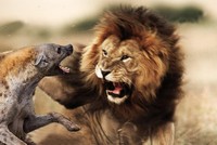 Vua sư tử nổi cơn thịnh nộ khi bị linh cẩu cắn đuôi