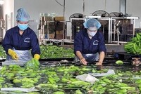 Công nhân của Công ty Cổ phần cao su Thống Nhất sơ chế, rửa sạch chuối trước khi đóng gói xuất khẩu đi thị trường Trung Quốc và Hàn Quốc. (Ảnh: Hoàng Nhị/TTXVN).