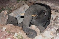 Tiếng khóc ai oán thấu trời xanh của voi mẹ giữa đêm khuya và câu chuyện đầy cảm động sau đó