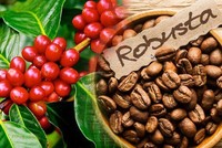 Việt Nam chủ yếu xuất khẩu cà phê Robusta. Riêng chủng loại cà phê này mang về hươn 2,5 tỷ USD trong 10 tháng 2022.