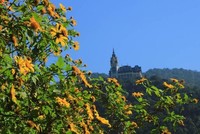 Nét đẹp dã quỳ Tam Đảo