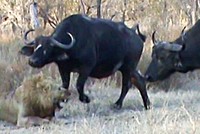 Cuộc chiến vương quyền khốc liệt giữa những "vị vua" sư tử và hành động chen ngang hèn hạ của bầy trâu rừng