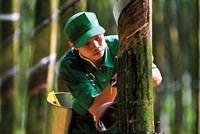 Ngành cao su thiên nhiên kỳ vọng sẽ hồi phục khi Trung Quốc mở cửa.