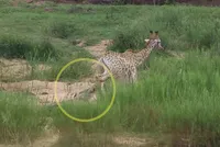 Cuộc chiến tranh giành sự sống của hươu cao cổ trước chúa tể đầm lầy