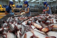 Cá tra Việt Nam đã vượt qua rào cản thương mại để xuất khẩu thành công vào nhiều thị trường lớn như Mỹ, Trung Quốc, Nhật Bản, châu Âu.