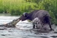 Màn kéo co kỳ quặc bằng "mũi" giữa trâu rừng và chúa tể đầm lầy