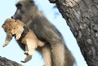 Phi vụ bắt cóc kỳ quặc