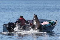 Bị cá voi sát thủ đuổi bắt, sư tử biển cuống cuồng nhảy lên khiến lật cả tàu của con người