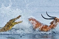 Chấp lợi thế sân nhà, chú linh dương dũng cảm cho cá sấu "hít khói" trong cuộc đua sinh tử