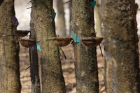 Năng suất cây cao su của Việt Nam năm 2022 bình quân đạt 1.682 kg/ha, cao nhất châu Á.