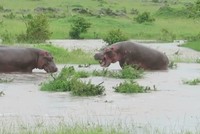 Không có đối thủ, cặp đôi "cục súc" nhất châu Phi tự quay sang khè nhau