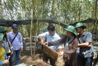 Du khách trải nghiệm nuôi ong lấy mật tại hộ du lịch cộng đồng huyện Tam nông, Đồng Tháp.