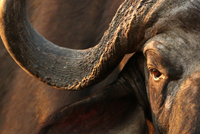 Màn cợt nhả của chú voi trước trâu rừng "không biết đùa" và cái kết