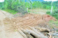 Lâm Đồng “cạn” quỹ đất trồng rừng thay thế