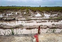 Hồ sơ chỉ giới đường đỏ tuyến đường Vành đai 4 được chia thành 4 đoạn. (Ảnh: Trung Nguyên/TTXVN).