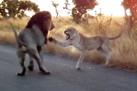 Chẳng kém gì con người, sư tử cái cũng biết vùng lên đấu tranh đòi "nữ quyền"