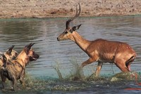 Sinh ra là đã là con mồi, chạy đi đâu cũng không thể thoát khỏi số phận