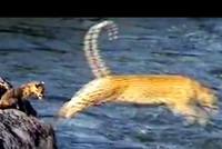 Màn nhảy qua sông "cực ngầu" của chú bé báo hoa mai bé nhỏ