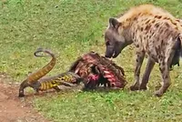 Vì "miếng cơm manh áo", thằn lằn cả gan đối đầu với linh cẩu