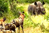 Loài động vật có tỷ lệ săn mồi cao nhất châu Phi bị tê giác đen lùa "như vịt"