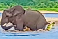 Cá sấu đói quá hóa liều, tấn công cả voi rừng châu Phi