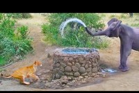 Bị "ú òa" hết hồn, voi rừng châu Phi thi triển tuyệt chiêu tối thượng đẩy lui cả vua sư tử