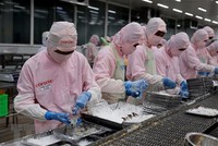 Chế biến tôm xuất khẩu tại Công ty Phát triển Kinh tế Duyên Hải (COFIDEC), huyện Bình Chánh, Thành phố Hồ Chí Minh. (Ảnh: Hồng Đạt/TTXVN)