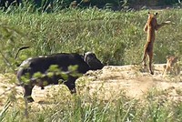 Giải cứu kỳ đà, "siêu anh hùng" trâu rừng không màng nguy hiểm húc sư tử bay lộn nhào trên không
