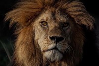 Vinh quang một đời, "Vua" sư tử vùng Serengeti bất ngờ bị hạ sát trong cuộc chiến tranh giành quyền lực