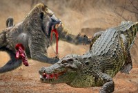 Màn thoát hiểm khó tin của khỉ đầu chó trước nanh vuốt của cá sấu sông Nile khổng lồ