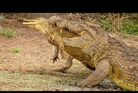 Sự tàn nhẫn của cá sấu sông Nile, sẵn sàng ăn thịt chính đồng loại của mình chỉ vì chiếc bụng đói