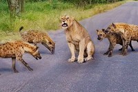 Sa cơ, Vua sư tử rơi vào giữa vòng vây của kẻ thù truyền kiếp