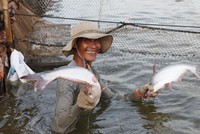 Tôm và cá tra là hai mặt hàng có tỷ trọng xuất khẩu lớn nhất của ngành thủy sản Việt Nam.