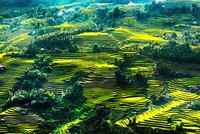 Ruộng bậc thang ở Hà Giang.