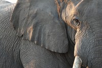 Quá đau lòng trước sự ra đi của đứa con, voi mẹ nhặt từng mảnh gỗ để xếp thành mô hình tưởng nhớ