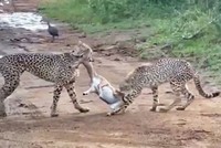 Mãn nhãn trước màn đua tốc độ và hạ gục con mồi cực kỳ ấn tượng của hai "báo thủ"