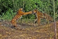 Bảo vệ đàn con, hổ cái sẵn sàng "choảng" luôn cả hổ đực