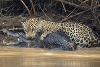 Chiến thần báo đốm "thân chinh" đi săn cá sấu