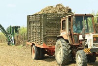 Sức cạnh tranh của các doanh nghiệp sản xuất mía đường đã tốt hơn, nhưng giá thành sản xuất nhìn chung vẫn cao.