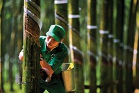 Giá mủ cao su đang neo ở mức thấp.