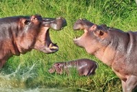 Hà mã đánh nhau "long trời lở đất" trong cuộc chiến sinh tồn, bảo vệ con cái