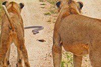 Chúa tể lì lợm, một mình chú thằn lằn bé nhỏ "chấp hết" từ rắn hổ mang cho đến sư tử