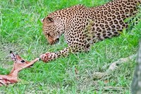 Nỗ lực cứu giúp linh dương impala của báo hoa mai và âm mưu hiểm độc đằng sau