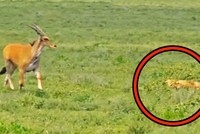 Sự thật "cảm lạnh" khiến con linh dương to lớn nhất châu Phi tự động dâng hiến cho đàn sư tử