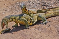 Huynh đệ động vật máu lạnh "tương tàn" vì miếng cá