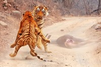 Cuộc chiến thực sự của những con Hổ